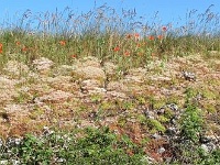 C'est le printemps qui chante